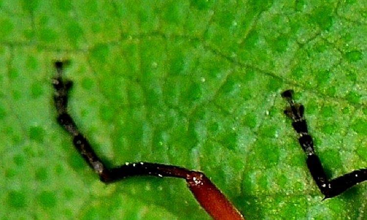 Cantharidae:  Rhagonycha fulva